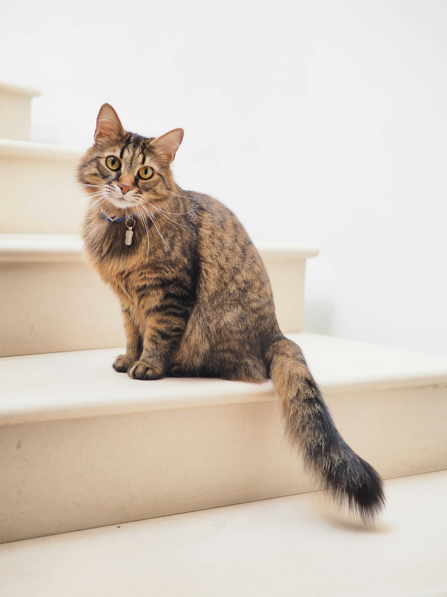 10 Funniest Photos of Ozzy the Cat