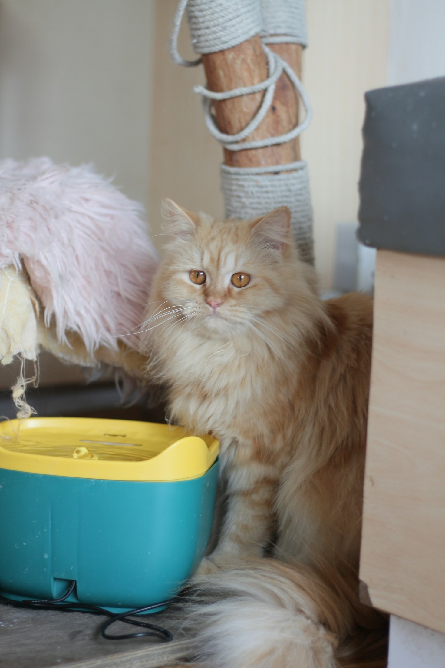 Photographing Ozzy: Tips for Cat Photography